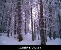 Winter 2010 im Harz
