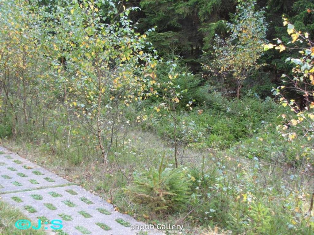 Kolonnenweg-Grenzspuren im Harz