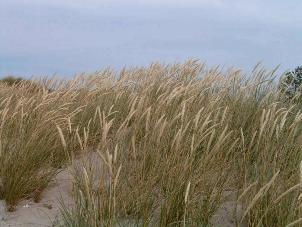 Zingst auf Fischland