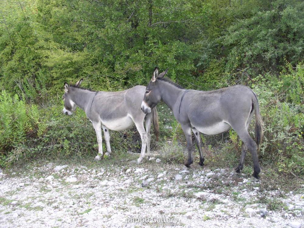 Neulich in Montenegro :)