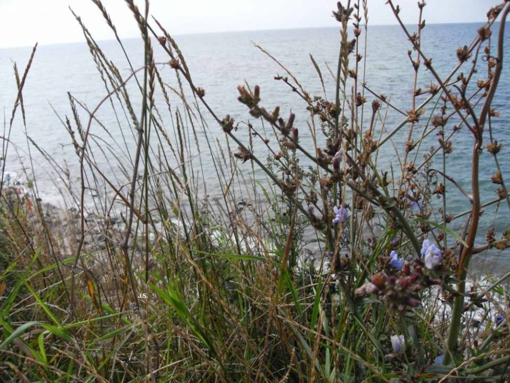 Rerik u.Insel Poel a.d. Ostsee 2009 August (18)