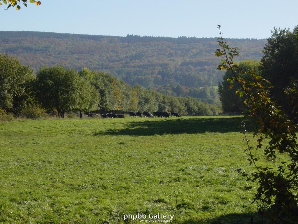 Todesstreifen als Viehweide