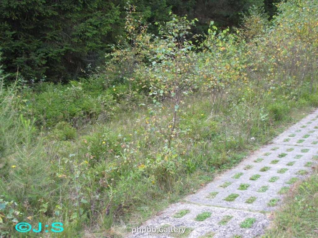 Kolonnenweg-Grenzspuren im Harz