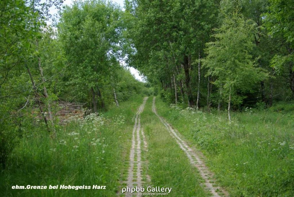 24.6.10 eh.Grenze b.Hohegeiss-Harz (1)