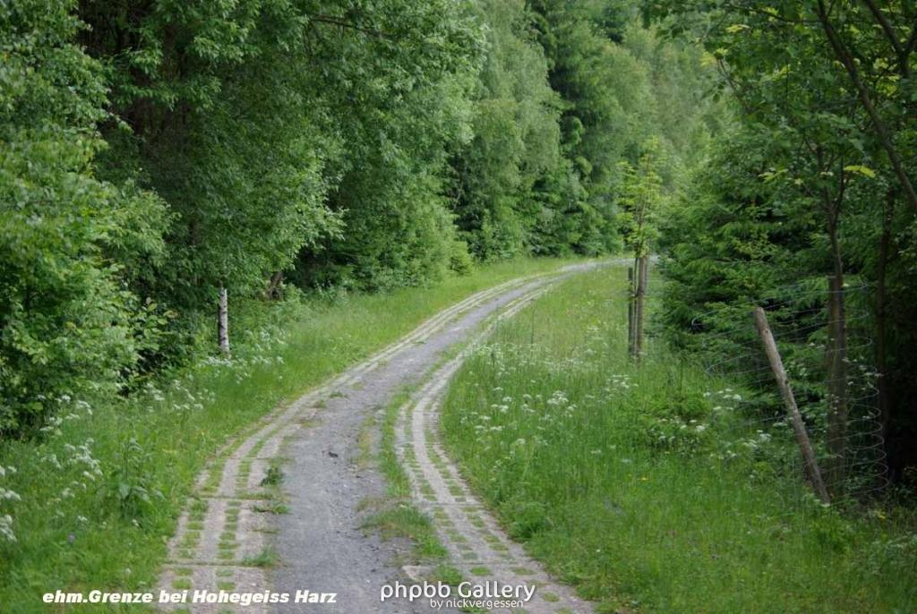 24.6.10 eh.Grenze b.Hohegeiss-Harz (8)