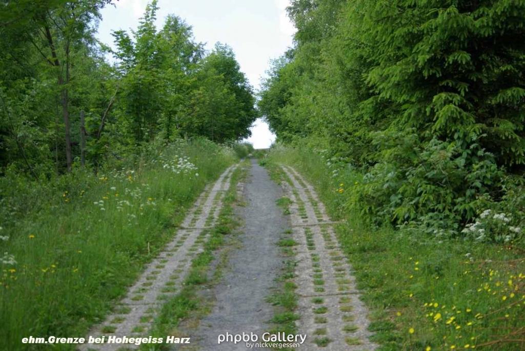 24.6.10 eh.Grenze b.Hohegeiss-Harz (9)