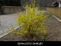 Frühling 2011 im Harz Blankenburg (17).