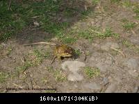 Frühling 2011 im Harz Blankenburg -Froschwanderung (5).