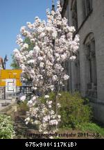 20.04.11 Wernigerode Frühjahr (14).