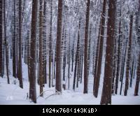 Winter 2010 im Harz