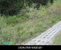 Kolonnenweg-Grenzspuren im Harz